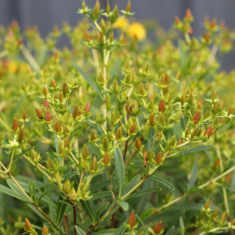 Sunny Boulevard® St. John's Wort (Hypericum) - Image 3