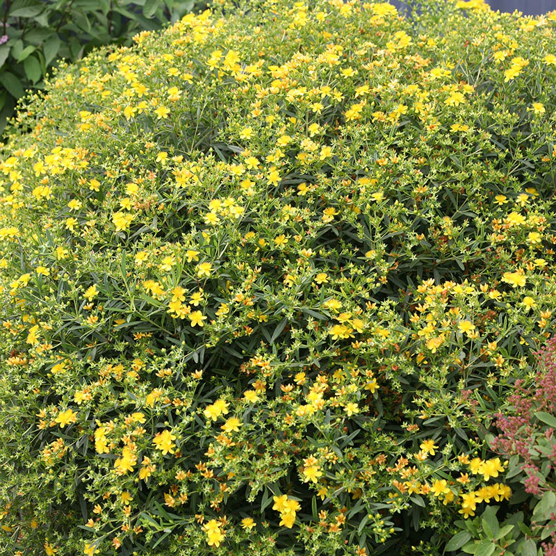 Sunny Boulevard® St. John's Wort (Hypericum) - Image 4