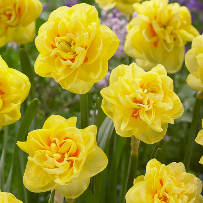 'Sunny Day' Double Flowering Daffodil (Narcissus)