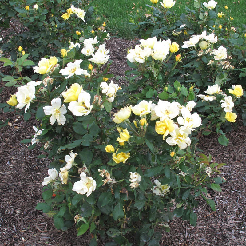Sunny Knock Out® Rose - Image 2