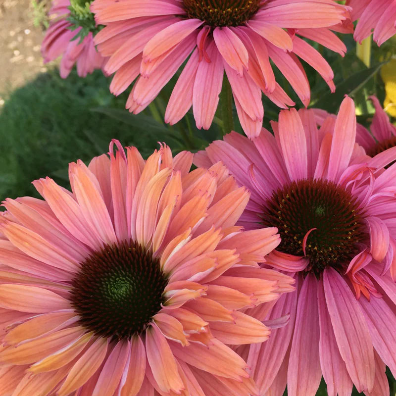 SunSeekers® 'Rainbow' Coneflower (Echinacea)