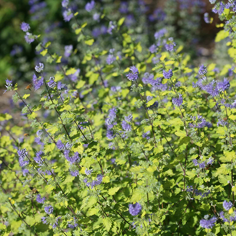 Sunshine Blue® II Bluebeard (Caryopteris)