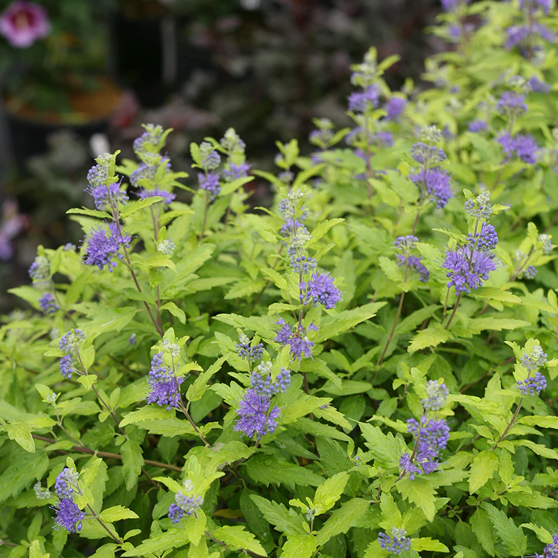 Sunshine Blue® II Bluebeard (Caryopteris) - Image 4