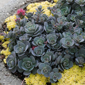 Sunsparkler® 'Blue Elf' Sedoro