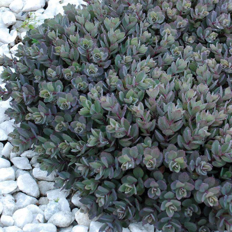 Sunsparkler® 'Dazzleberry' Stonecrop (Sedum) - Image 3