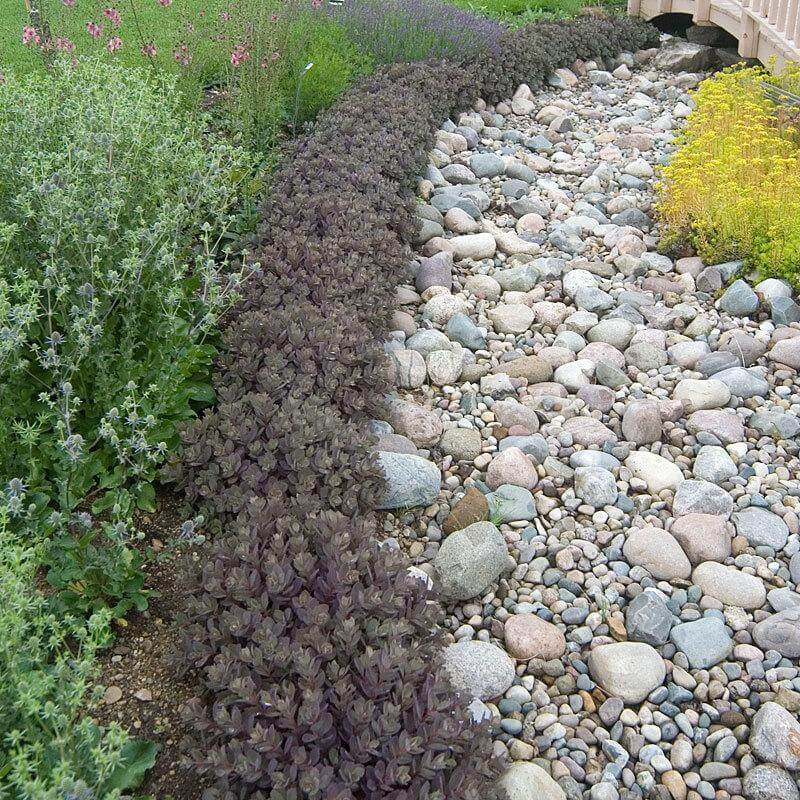 Sunsparkler® 'Dazzleberry' Stonecrop (Sedum) - Image 5