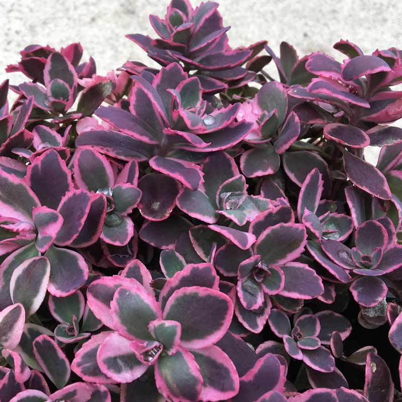 Sunsparkler® 'Dream Dazzler' Stonecrop (Sedum) - Image 3