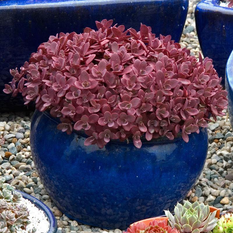 Sunsparkler® 'Firecracker' Stonecrop - Image 2