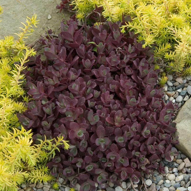 Sunsparkler® 'Firecracker' Stonecrop - Image 5