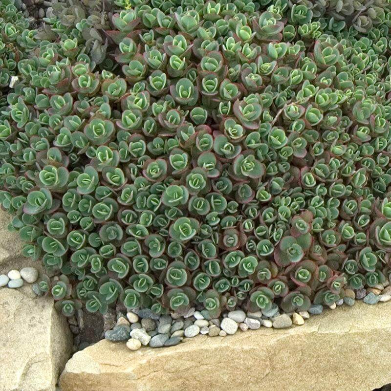 Sunsparkler® 'Lime Zinger' Stonecrop (Sedum) - Image 2