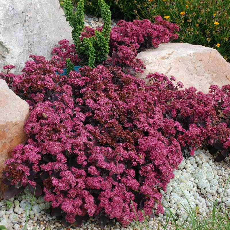 Sunsparkler® 'Plum Dazzled' Stonecrop (Sedum) - Image 2