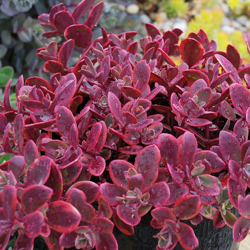 Sunsparkler® 'Wildfire' Stonecrop (Sedum) - Image 3