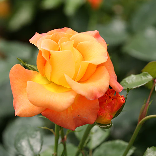 Suñorita® Rose - Image 3