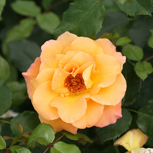 Suñorita® Rose - Image 4