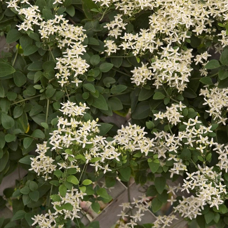 Sweet Autumn Clematis - Image 2