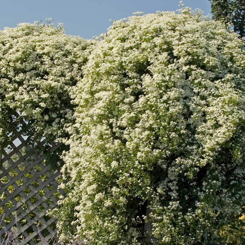 Sweet Autumn Clematis - Image 3