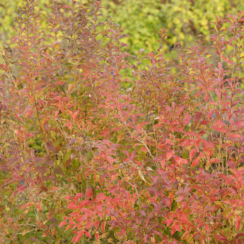 Sweet Emotion Blaze™ Abelia - Image 4