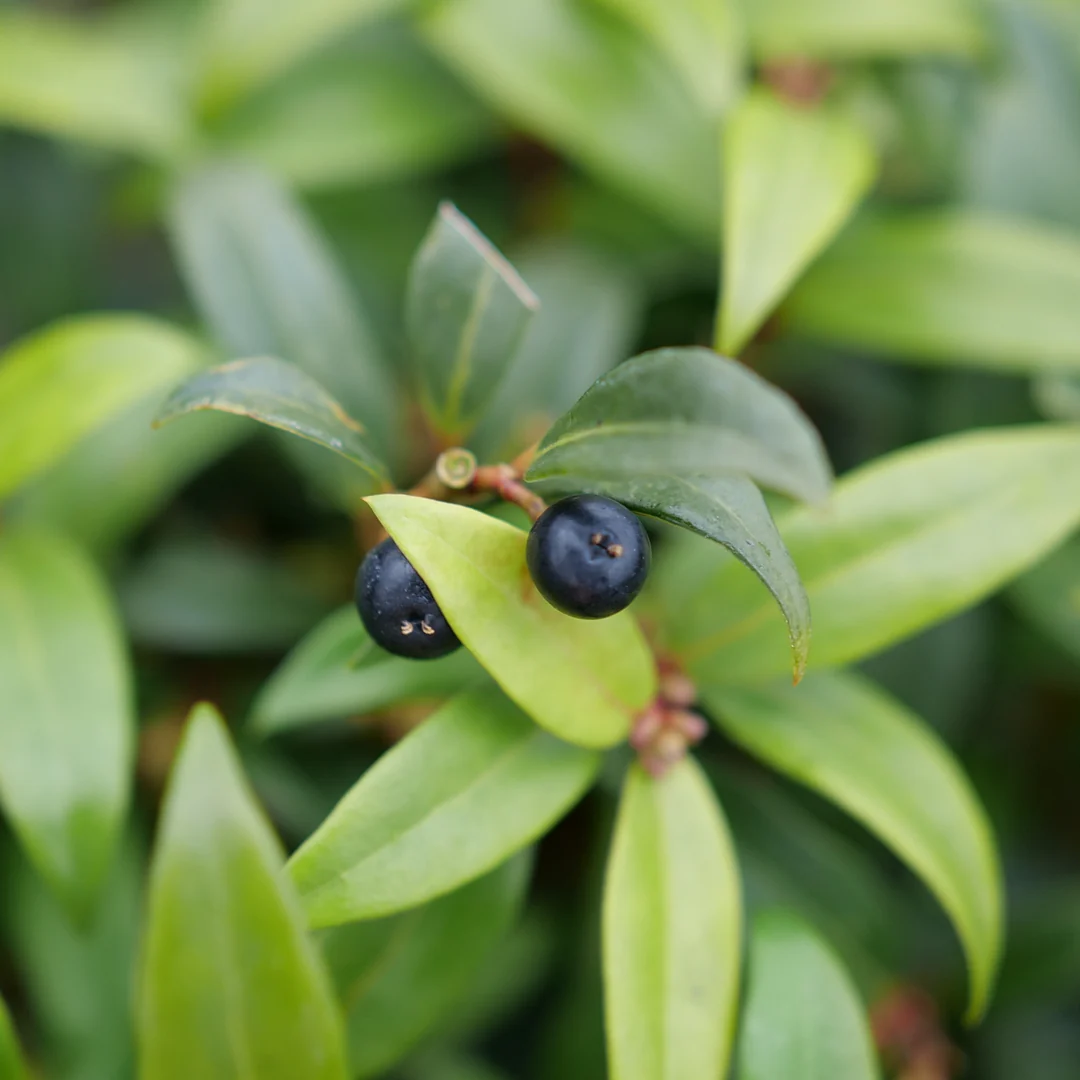Sweet & Lo™ Sweet Box (Sarcococca) - Image 2