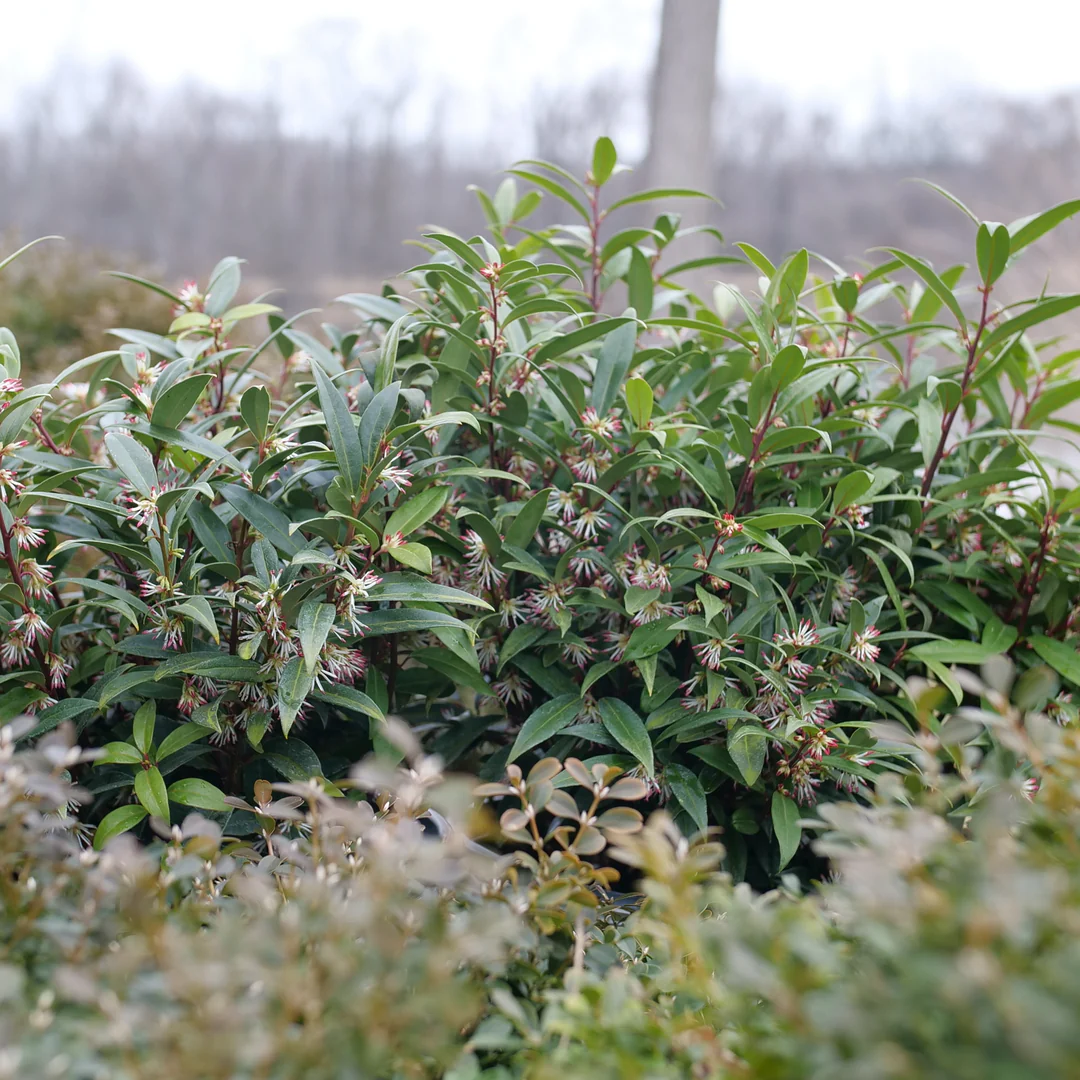 Sweet & Lo™ Sweet Box (Sarcococca) - Image 4