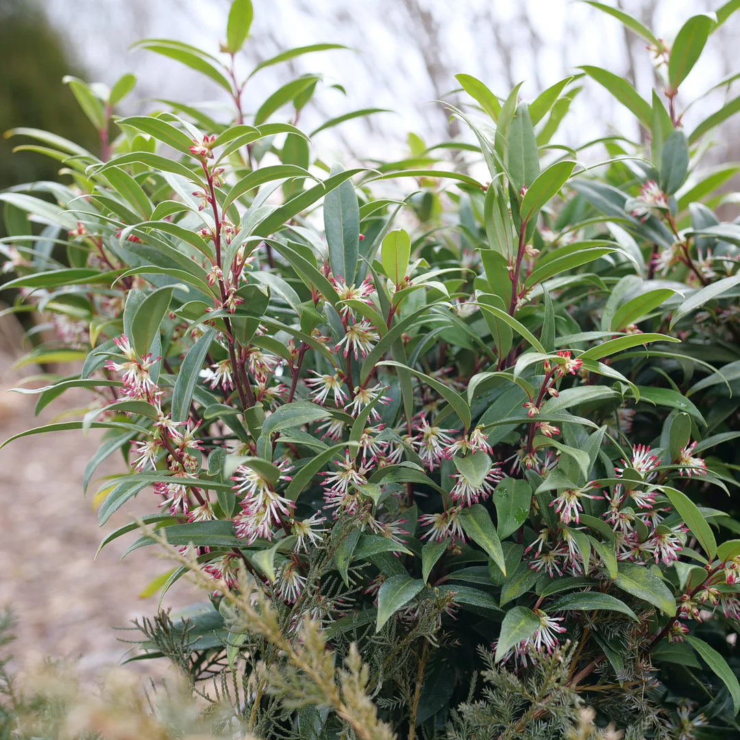 Sweet & Lo™ Sweet Box (Sarcococca) - Image 5