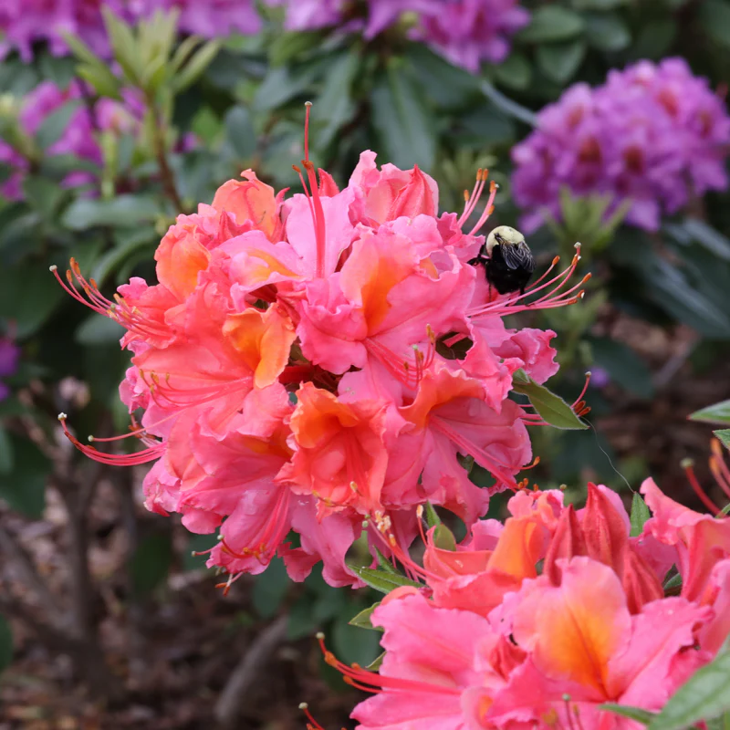 Sweet Reward™ Coral Azalea - Image 2
