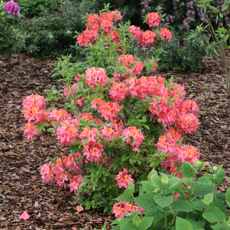 Sweet Reward™ Coral Azalea - Image 3