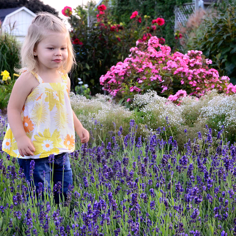 Sweet Romance® Lavender (Lavandula) - Image 2