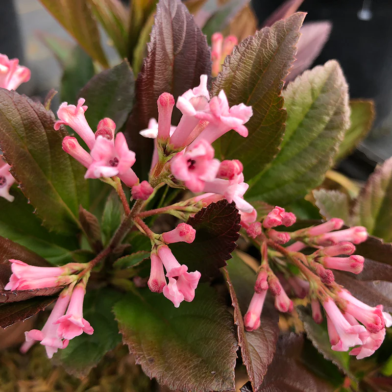 Sweet Talker® Fragrant Viburnum