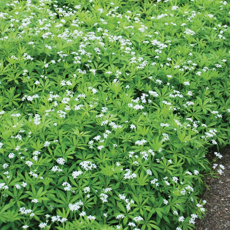 Sweet Woodruff (Galium) - Image 2