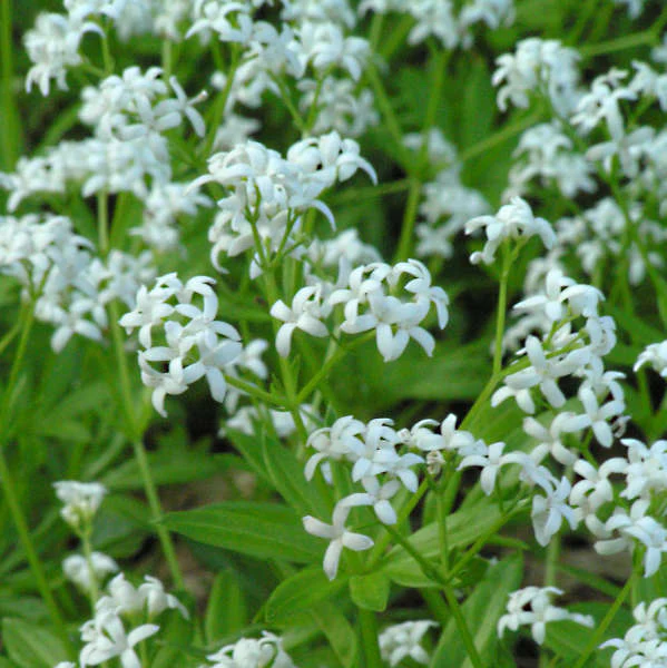 Sweet Woodruff (Galium) - Image 3