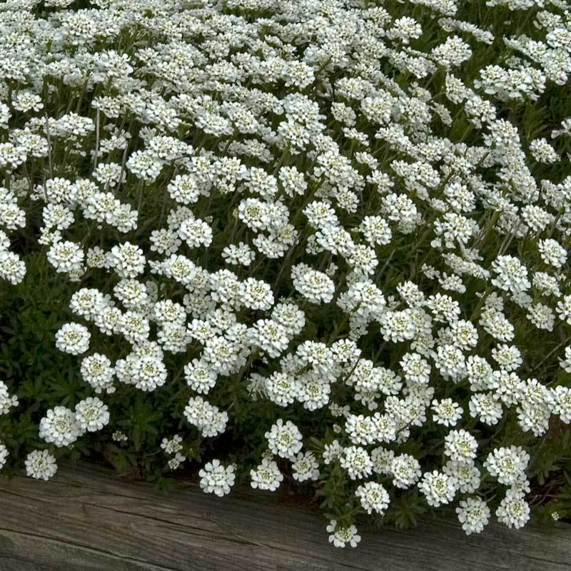 'Tahoe' Candytuft (Iberis)