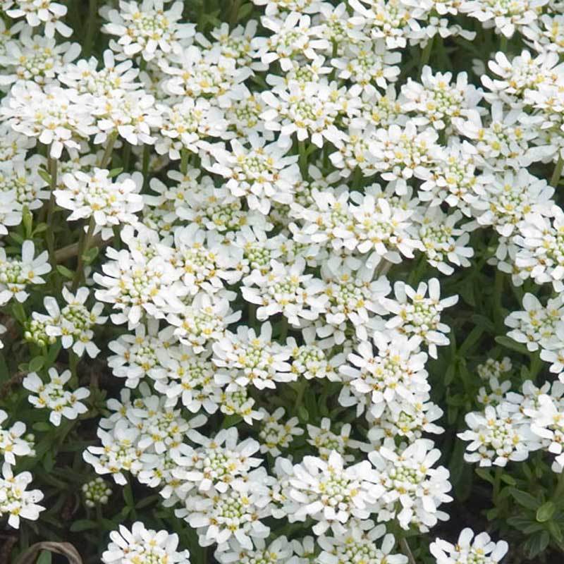 'Tahoe' Candytuft (Iberis) - Image 2