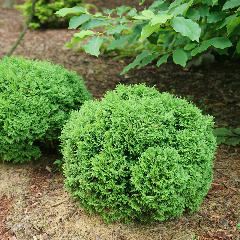 Tater Tot® Arborvitae (Thuja) - Image 4