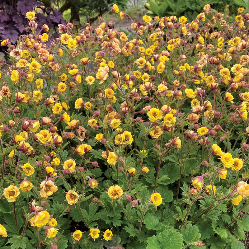 Tempo™ Yellow Geum - Image 4