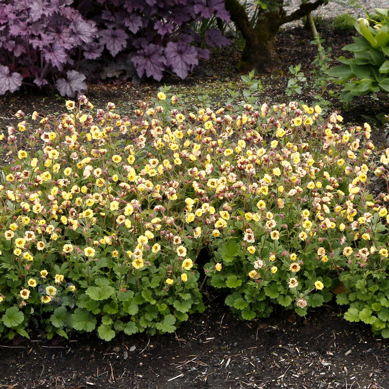 Tempo™ Yellow Geum - Image 6
