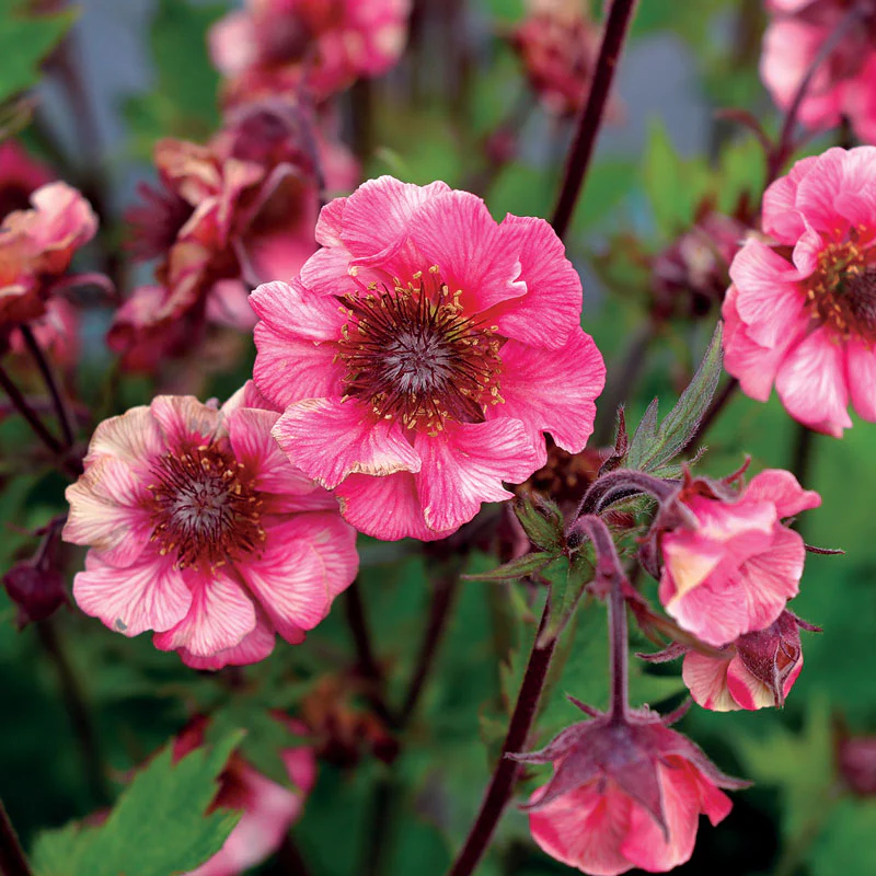 Tempo™ Rose Geum