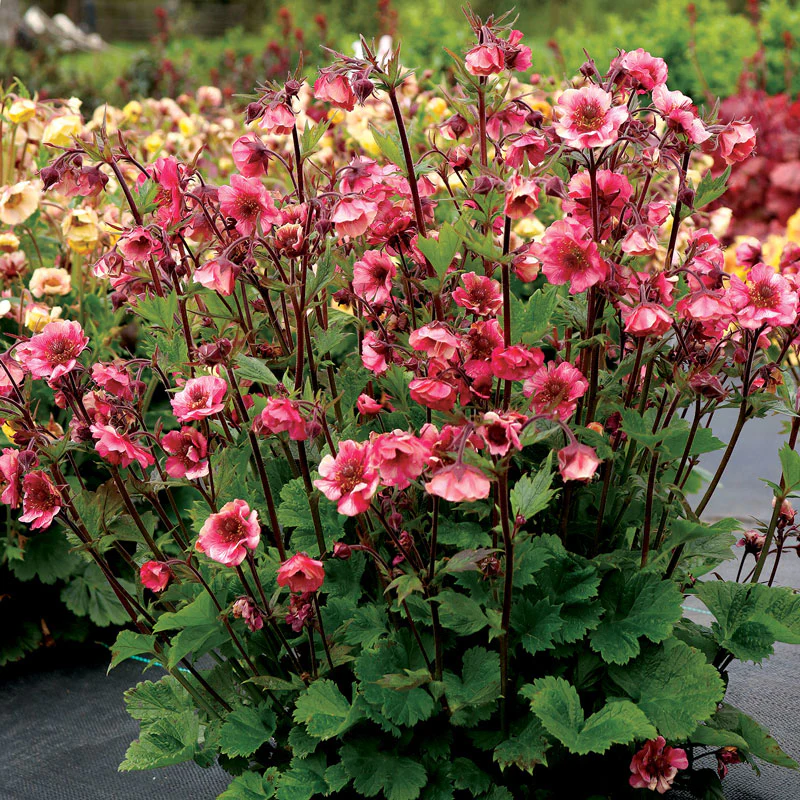 Tempo™ Rose Geum - Image 2