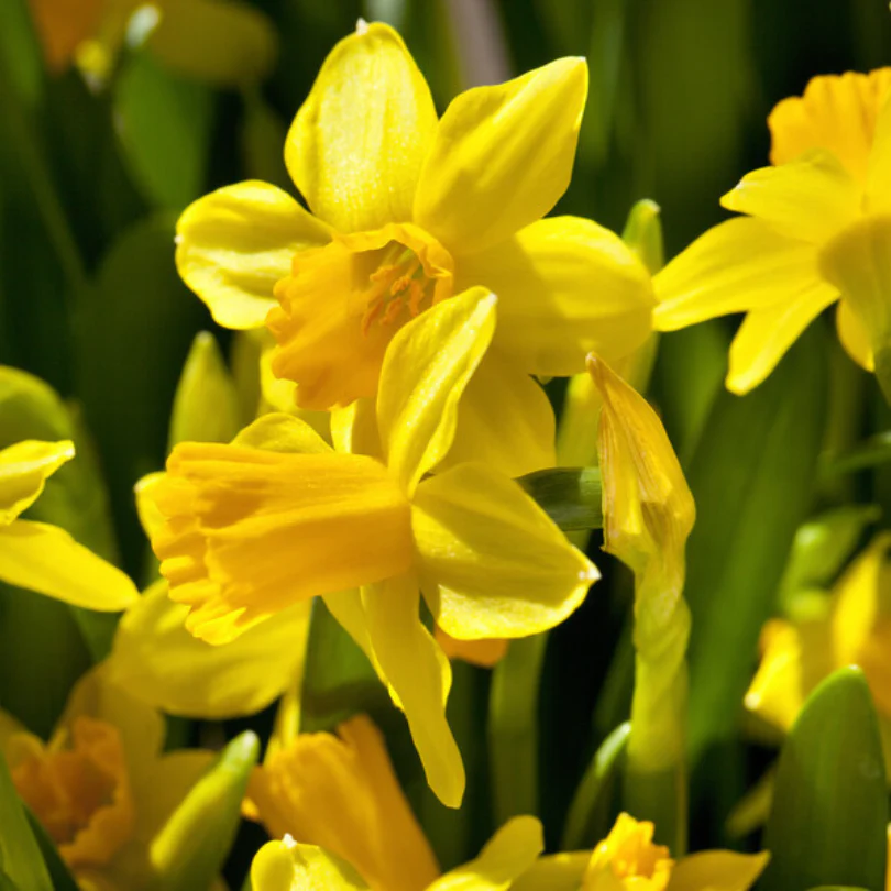 'Tete-a-Tete' Miniature Daffodil (Narcissus) - Image 2
