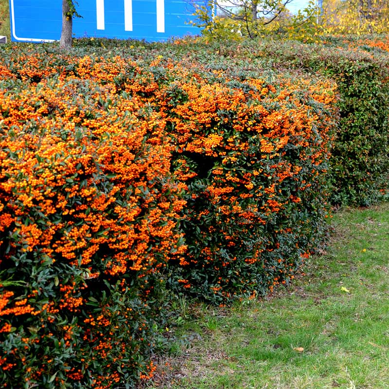 Teton Firethorn (Pyracantha)