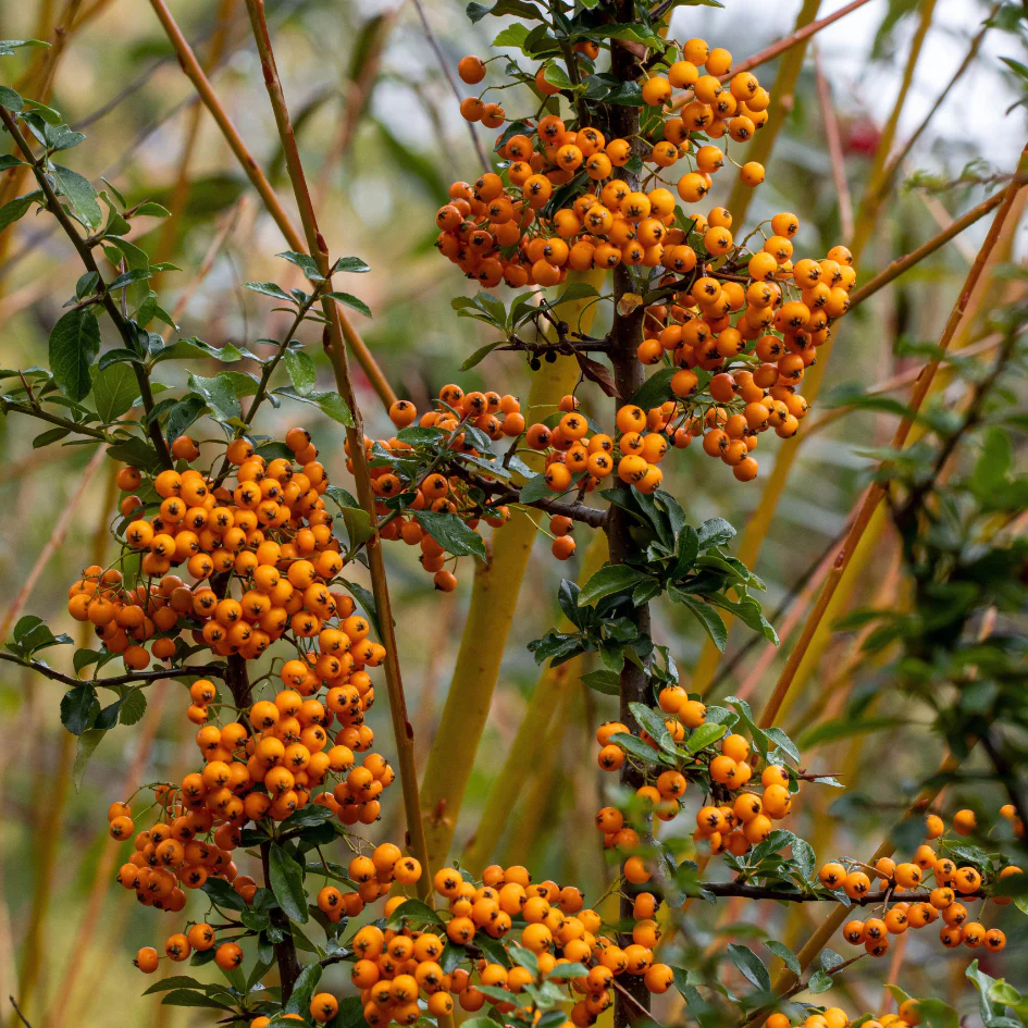 Teton Firethorn (Pyracantha) - Image 2