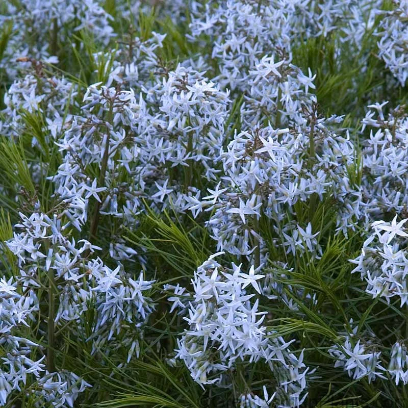 Threadleaf Bluestar (Amsonia)