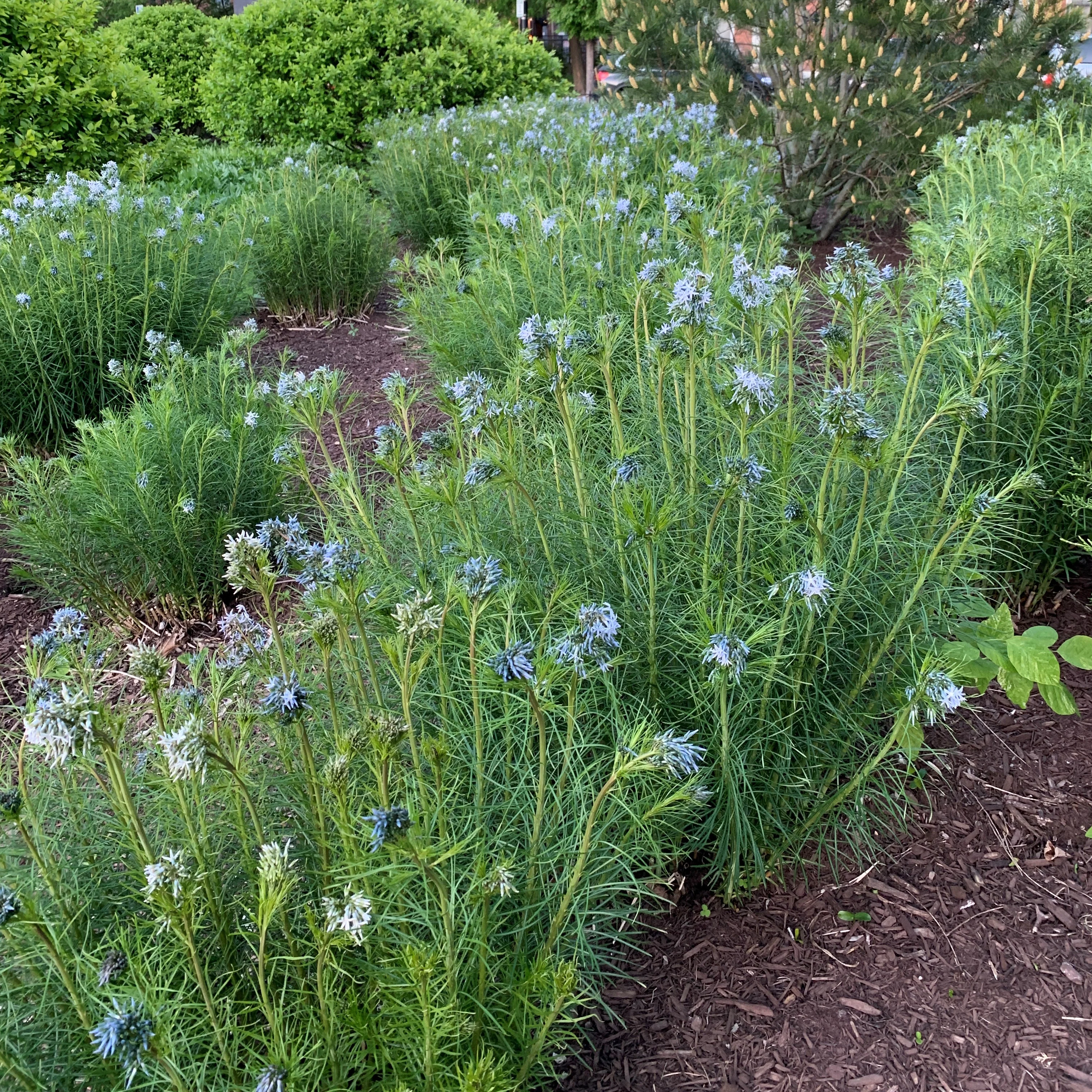 Threadleaf Bluestar (Amsonia) - Image 5