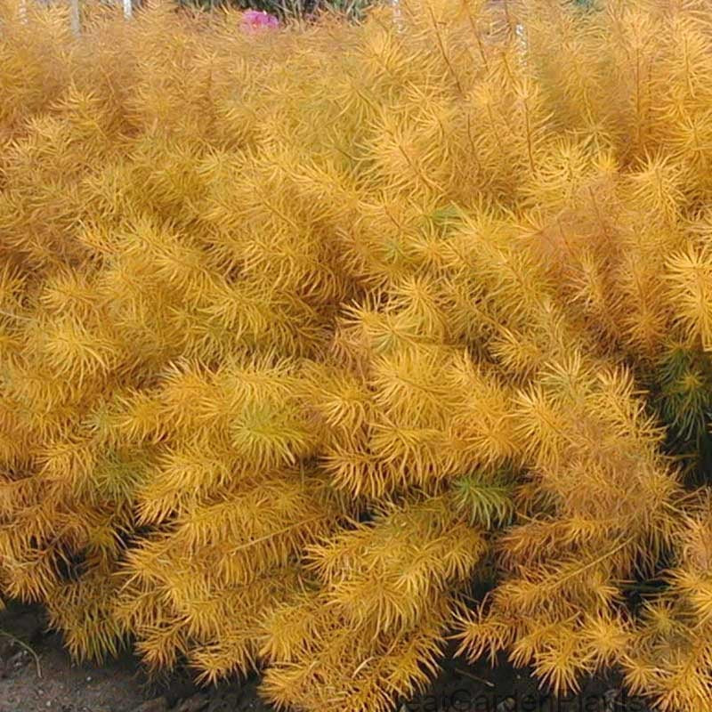 Threadleaf Bluestar (Amsonia) - Image 7