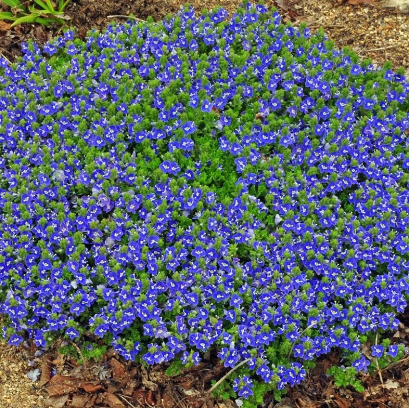 'Tidal Pool' Creeping Speedwell (Veronica) - Image 2