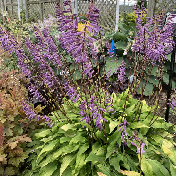 'Time in a Bottle' Hosta