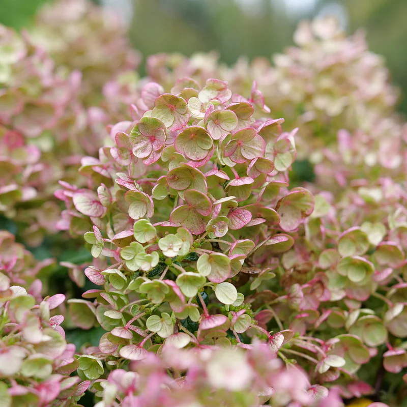 Tiny Quick Fire™ Panicle Hydrangea