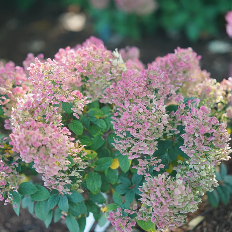 Tiny Quick Fire™ Panicle Hydrangea - Image 4