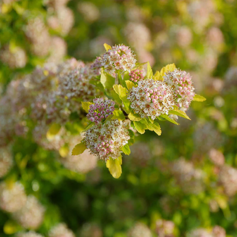 Tiny Wine® Gold Ninebark