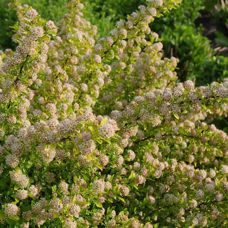 Tiny Wine® Gold Ninebark - Image 2