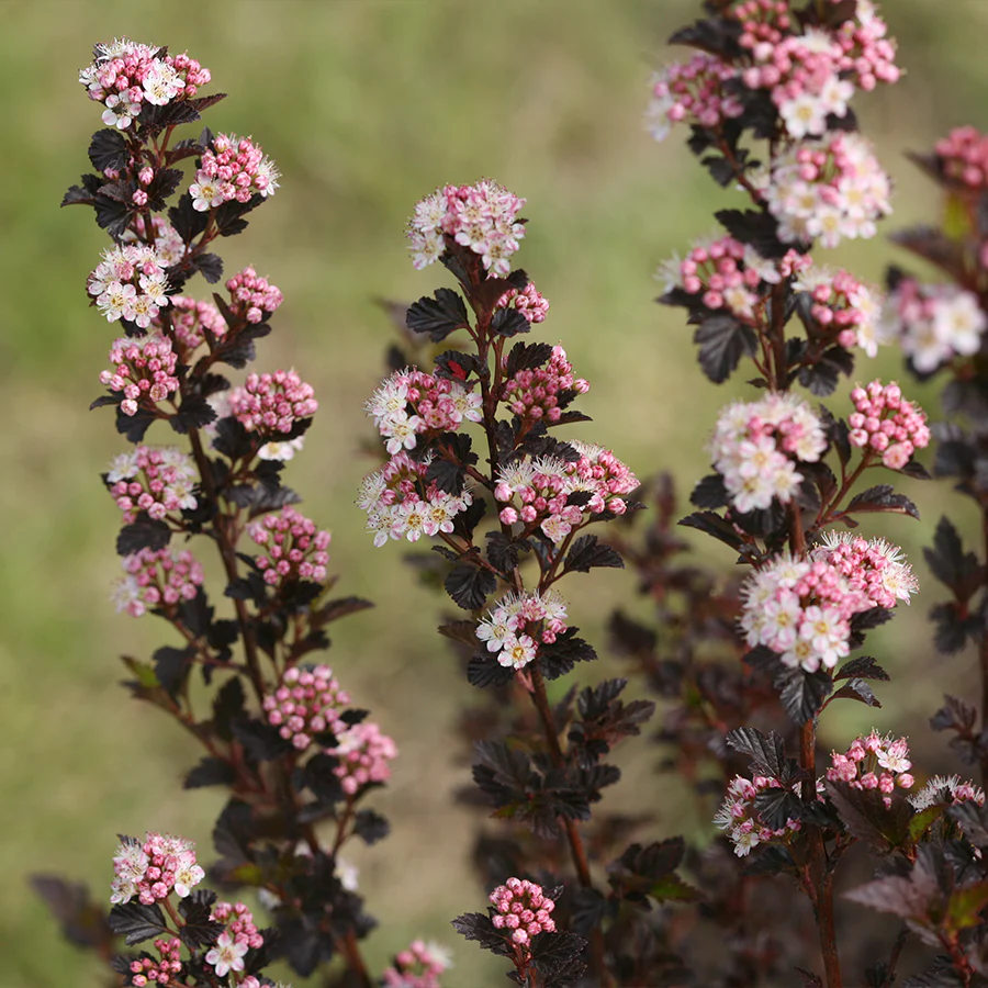 Tiny Wine® Ninebark (Physocarpus)